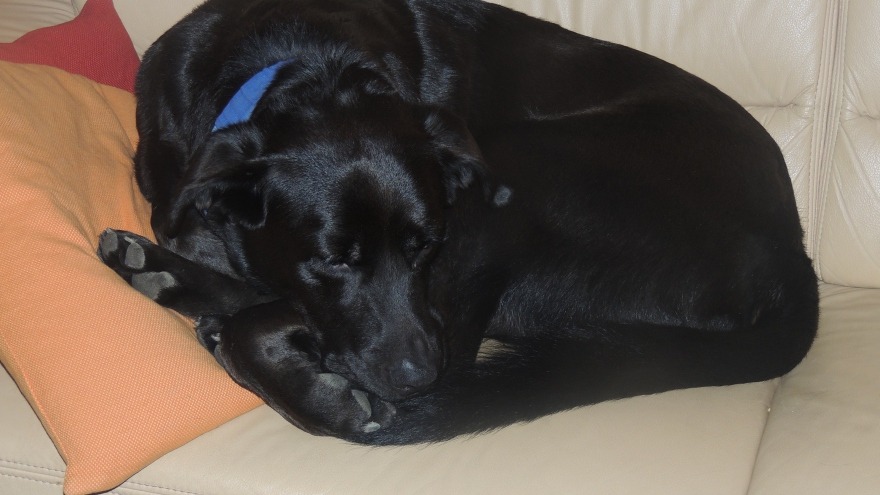 Glücklicher Hund zu Hause